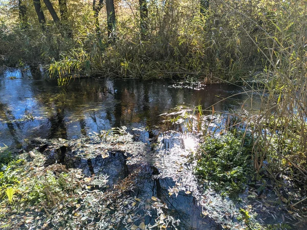 River Bank Autumn Clear Water River Yellow Leaves Water Reflection — Stock Photo, Image