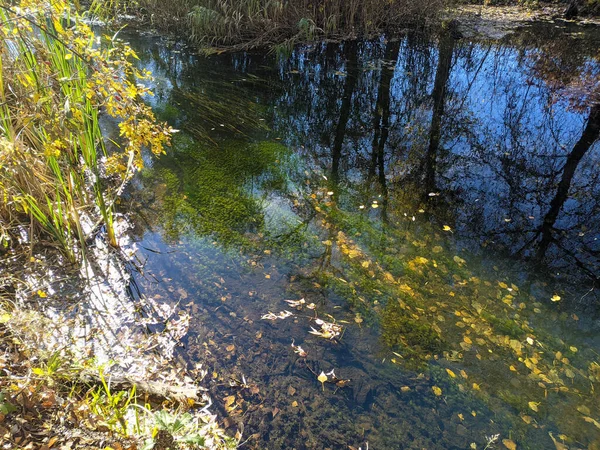 秋の川岸です 川の中の澄んだ水 水に黄色の葉 水の中の木の反射です サンディ ショア 秋の風景 自然の中を歩く — ストック写真