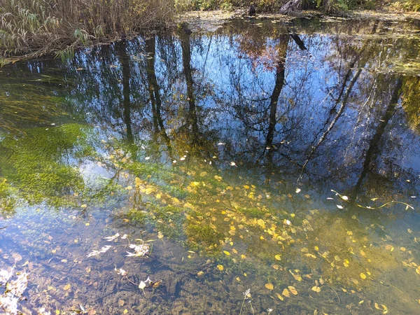 Brzeg Rzeki Jesienią Czysta Woda Rzece Żółte Liście Wodzie Odbicie — Zdjęcie stockowe