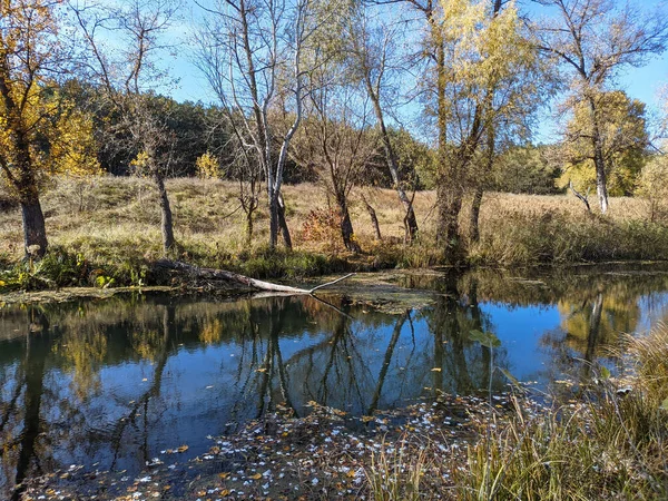 秋の川岸です 川の中の澄んだ水 水に黄色の葉 水の中の木の反射です サンディ ショア 秋の風景 自然の中を歩く — ストック写真