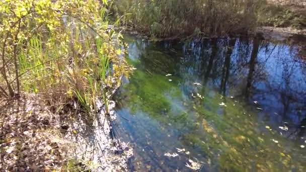 Берег Реки Осенью Чистая Вода Реке Желтые Листья Воде Отражение — стоковое видео