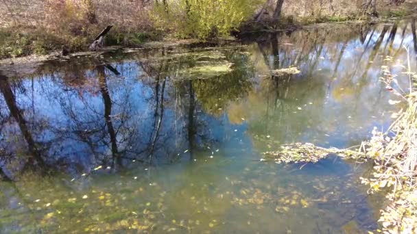 Όχθη Του Ποταμού Φθινόπωρο Καθαρό Νερό Στο Ποτάμι Κίτρινα Φύλλα — Αρχείο Βίντεο