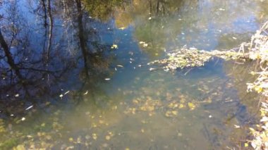 Sonbaharda nehir kıyısında. Nehirdeki temiz su. Suyun üzerinde sarı yapraklar var. Sudaki ağaçların yansıması. Kum kıyısı. Sonbahar manzarası. Doğa yürüyüşü.
