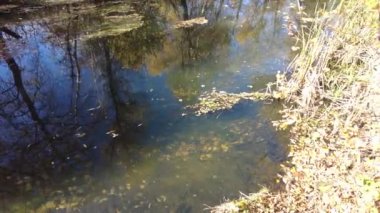 Sonbaharda nehir kıyısında. Nehirdeki temiz su. Suyun üzerinde sarı yapraklar var. Sudaki ağaçların yansıması. Kum kıyısı. Sonbahar manzarası. Doğa yürüyüşü.