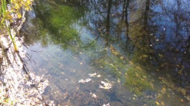 Sonbaharda nehir kıyısında. Nehirdeki temiz su. Suyun üzerinde sarı yapraklar var. Sudaki ağaçların yansıması. Kum kıyısı. Sonbahar manzarası. Doğa yürüyüşü.