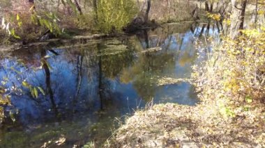 Sonbaharda nehir kıyısında. Nehirdeki temiz su. Suyun üzerinde sarı yapraklar var. Sudaki ağaçların yansıması. Kum kıyısı. Sonbahar manzarası. Doğa yürüyüşü.