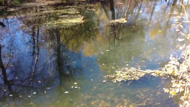 Rivieroever Herfst Helder Water Rivier Gele Bladeren Het Water Reflectie — Stockvideo