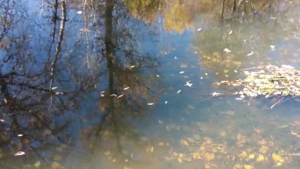 秋の川岸です 川の中の澄んだ水 水に黄色の葉 水の中の木の反射です サンディ ショア 秋の風景 自然の中を歩く — ストック動画