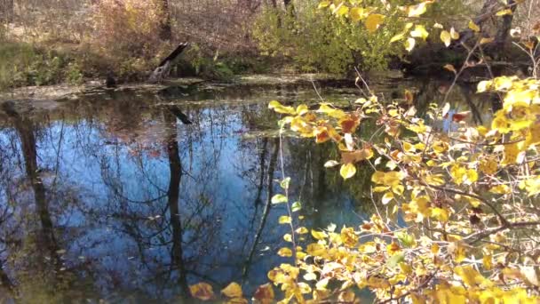 Берег Реки Осенью Чистая Вода Реке Желтые Листья Воде Отражение — стоковое видео