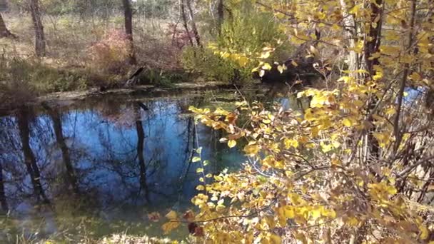 Берег Реки Осенью Чистая Вода Реке Желтые Листья Воде Отражение — стоковое видео