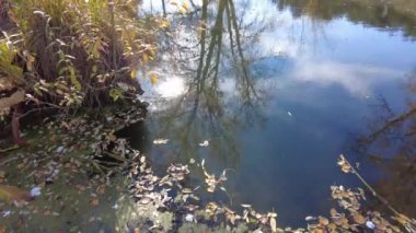 Sonbaharda nehir kıyısında. Nehirdeki temiz su. Suyun üzerinde sarı yapraklar var. Sudaki ağaçların yansıması. Kum kıyısı. Sonbahar manzarası. Doğa yürüyüşü.