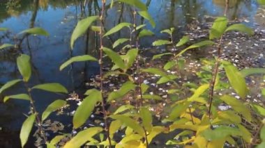 Sonbaharda nehir kıyısında. Nehirdeki temiz su. Suyun üzerinde sarı yapraklar var. Sudaki ağaçların yansıması. Kum kıyısı. Sonbahar manzarası. Doğa yürüyüşü.
