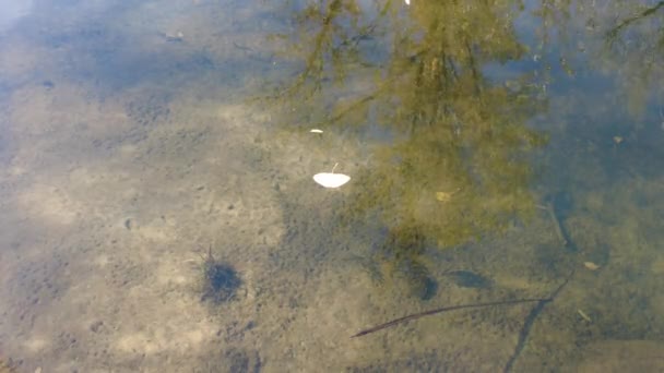 秋の川岸です 川の中の澄んだ水 水に黄色の葉 水の中の木の反射です サンディ ショア 秋の風景 自然の中を歩く — ストック動画