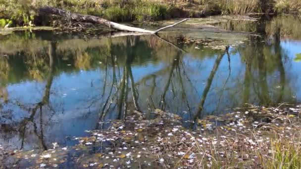 Берег Реки Осенью Чистая Вода Реке Желтые Листья Воде Отражение — стоковое видео