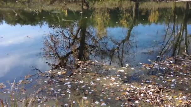 Rive Rivière Automne Eau Claire Dans Rivière Feuilles Jaunes Sur — Video