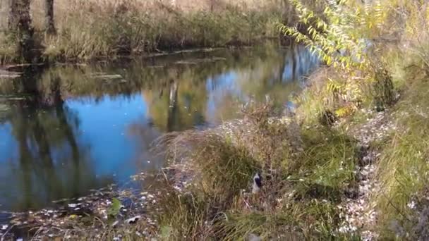 Břeh Řeky Podzim Čistá Voda Řece Žluté Listí Vodě Odraz — Stock video