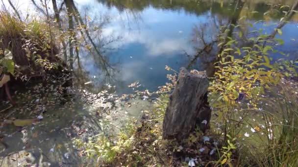 Břeh Řeky Podzim Čistá Voda Řece Žluté Listí Vodě Odraz — Stock video