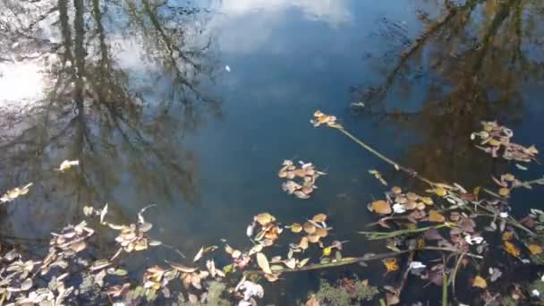 Берег Річки Восени Чиста Вода Річці Жовте Листя Воді Віддзеркалюють — стокове відео