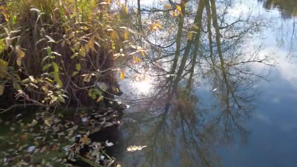 Břeh Řeky Podzim Čistá Voda Řece Žluté Listí Vodě Odraz — Stock video