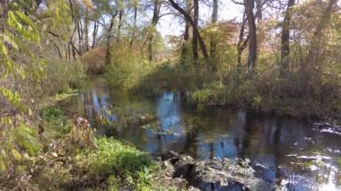 Sonbaharda nehir kıyısında. Nehirdeki temiz su. Suyun üzerinde sarı yapraklar var. Sudaki ağaçların yansıması. Kum kıyısı. Sonbahar manzarası. Doğa yürüyüşü.