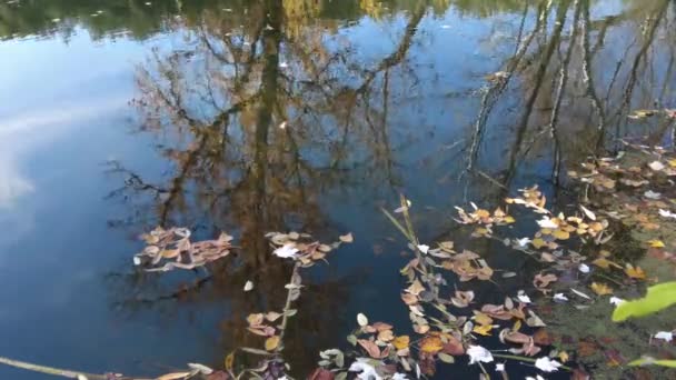 Берег Річки Восени Чиста Вода Річці Жовте Листя Воді Віддзеркалюють — стокове відео