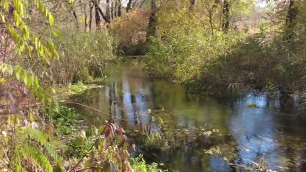 Rive Rivière Automne Eau Claire Dans Rivière Feuilles Jaunes Sur — Video