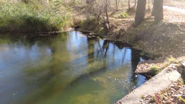 Orilla Del Río Otoño Agua Clara Río Hojas Amarillas Agua — Vídeo de stock