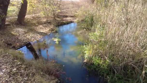 Orilla Del Río Otoño Agua Clara Río Hojas Amarillas Agua — Vídeo de stock