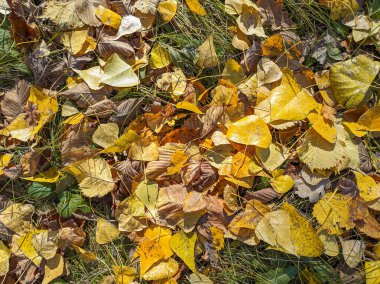 Sonbahar yapraklarının dokusu. Yaprakların arka planı. Sarı sonbahar yaprakları yerde. Sonbahar doğası 