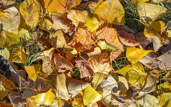 Struttura Delle Foglie Autunnali Sfondo Foglie Foglie Autunnali Gialle Terra — Foto Stock