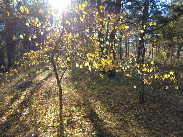Дерево Жёлтыми Листьями Прогуляться Лесу Осенняя Природа Сосновый Лес Красивые — стоковое фото