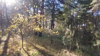 Bir çam ormanının manzarası. sonbahar ormanı.