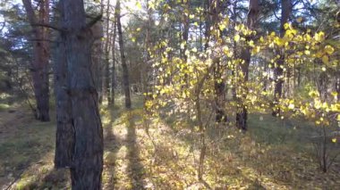 Bir çam ormanının manzarası. sonbahar ormanı.