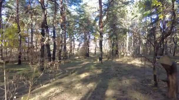 Paisagem Uma Floresta Pinheiro Floresta Outono — Vídeo de Stock