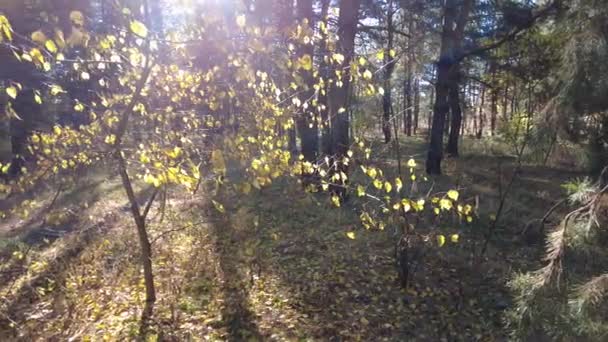 松林の中の風景 秋の森 — ストック動画