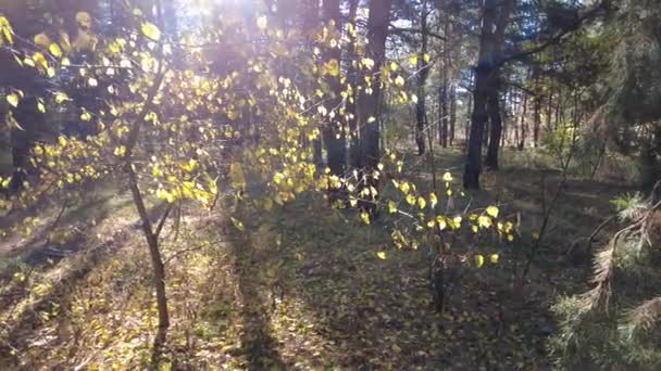 Paisagem Uma Floresta Pinheiro Floresta Outono — Vídeo de Stock