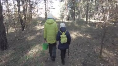 Ormanda mantar arayın. Çocuklar doğada yürüyorlar. Mantar toplama. Ormanda yürü. Çam ve ışık demetleri.