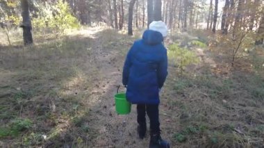 Ormanda mantar arayın. Çocuklar doğada yürüyorlar. Mantar toplama. Ormanda yürü. Çam ve ışık demetleri.