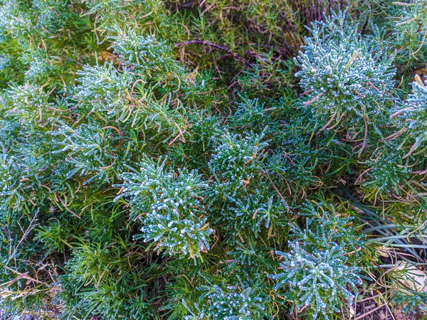 Blauw Bladeren — Stockfoto