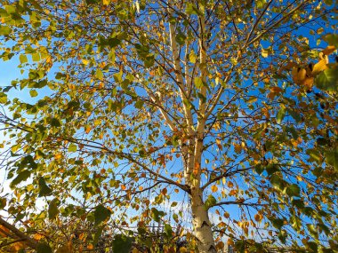 Sarı huş yaprağı. Parlak sonbahar yaprakları. huş ağacı ve güneş. huş dalları ve sarı sonbahar yaprakları 