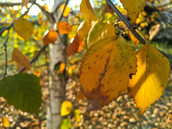 Gele Berkenbladeren Heldere Herfstbladeren Berk Zon Berken Takken Gele Herfstbladeren — Stockfoto