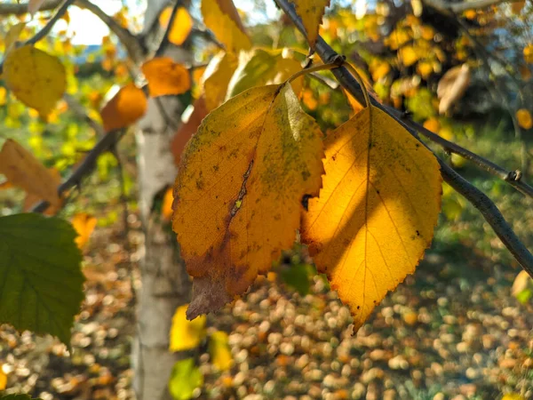 Gele Berkenbladeren Heldere Herfstbladeren Berk Zon Berken Takken Gele Herfstbladeren — Stockfoto