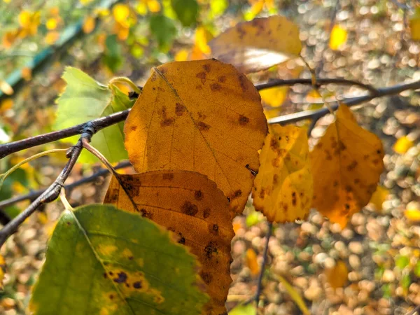 Sárga Nyírfalevél Fényes Őszi Levelek Nyír Nap Nyírfaágak Sárga Őszi — Stock Fotó