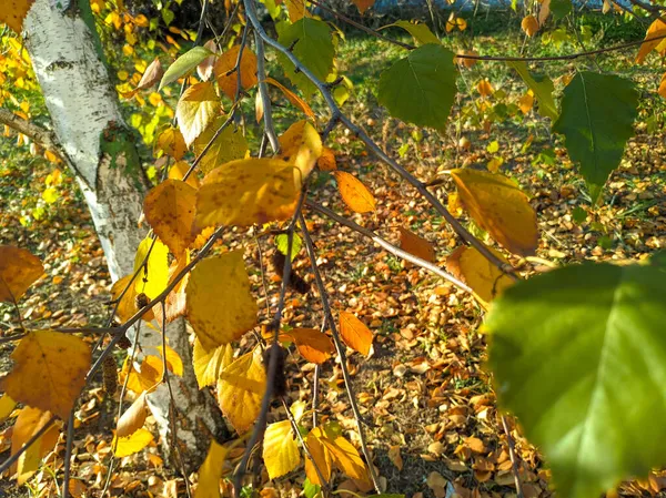 Sárga Nyírfalevél Fényes Őszi Levelek Nyír Nap Nyírfaágak Sárga Őszi — Stock Fotó