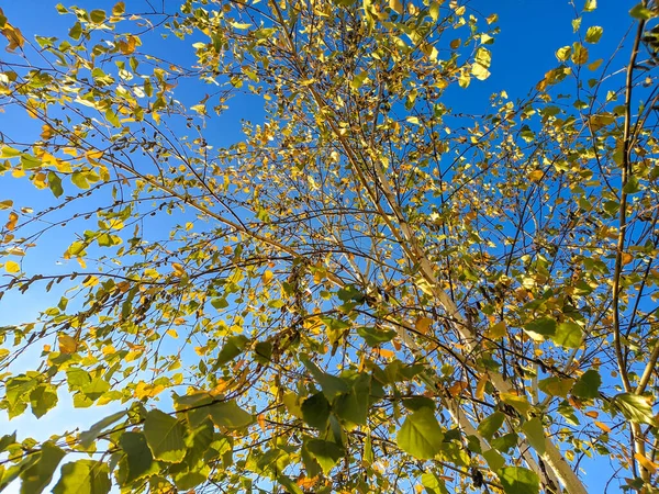 Gelbe Birkenblätter Strahlende Herbstblätter Birke Und Sonne Birkenzweige Und Gelbe — Stockfoto