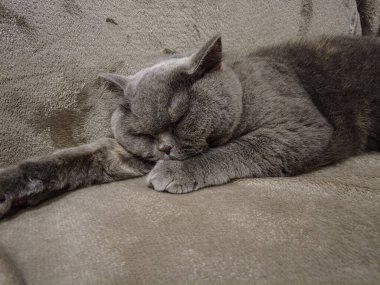İngiliz gri kedisi. Kedi kanepede yatıyor. Kedi suratlı. Bir kedinin gözleri ve bıyıkları. 