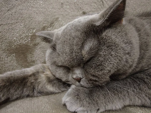 British Gray Cat Cat Lying Couch Cat Face Eyes Whiskers — Stock Photo, Image
