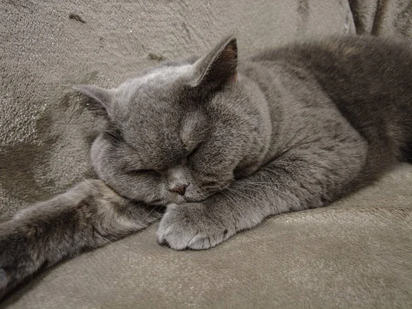 Gato Cinzento Britânico Gato Está Deitado Sofá Cara Gato Olhos — Fotografia de Stock