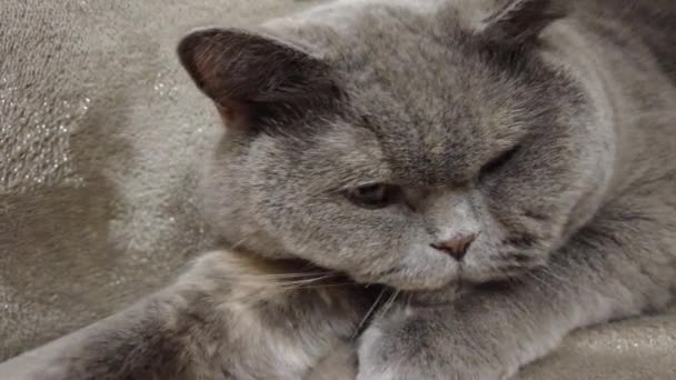 イギリスの灰色の猫 猫はソファに寝そべってる 猫の顔 猫の目とひげ — ストック動画
