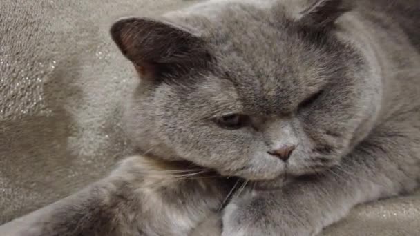 Chat Gris Britannique Chat Est Allongé Sur Canapé Visage Chat — Video